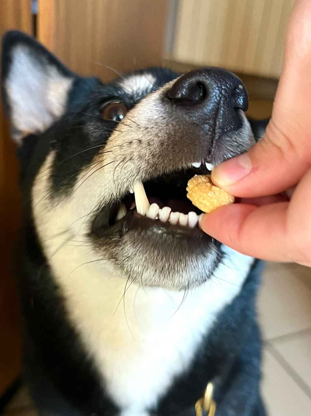 FRIANDISES 100% NATURELLES - Criquet & Patate douce