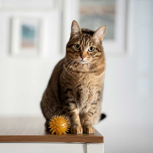 JOUET RÉSINE ORGANIQUE CHAT - Balle clochette