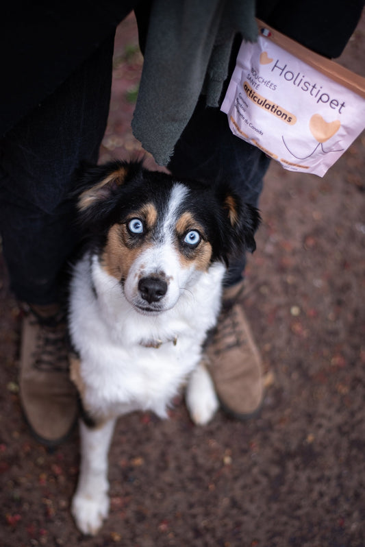 BOUCHÉES SANTÉS POUR CHIENS - Articulation