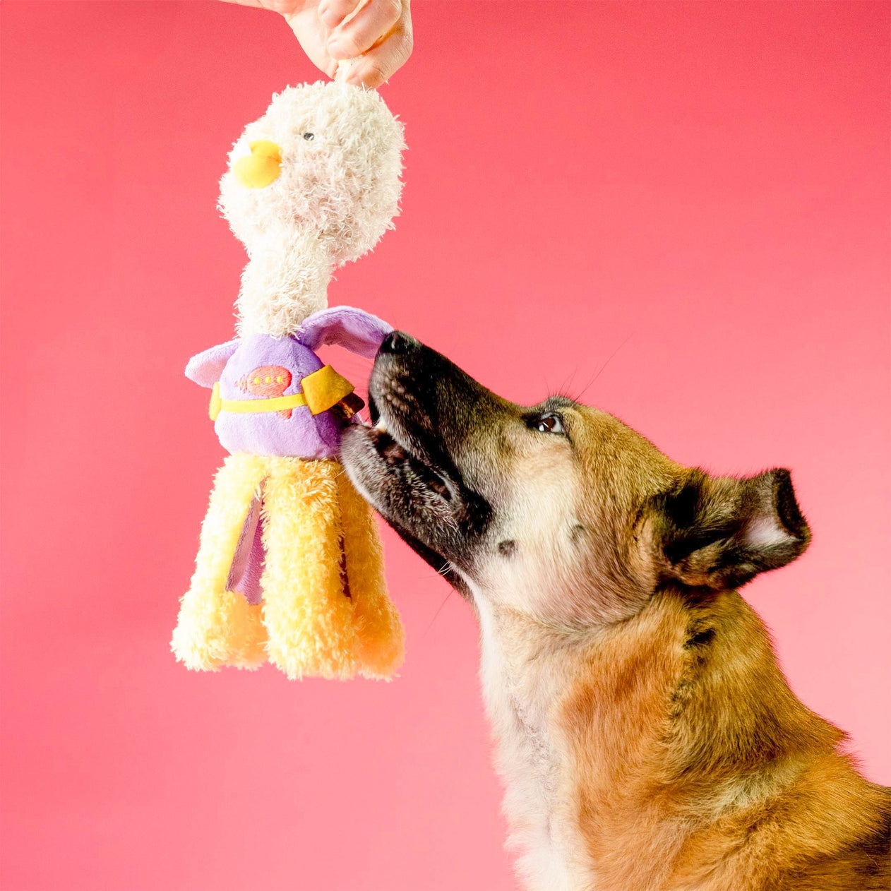 JOUET DE FOUILLE - Poulet