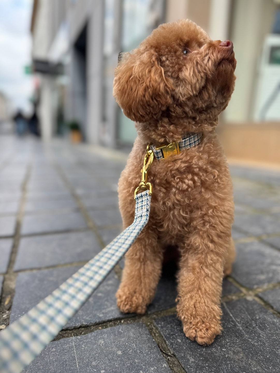 COLLIER POUR CHIEN - Pied-de-poule