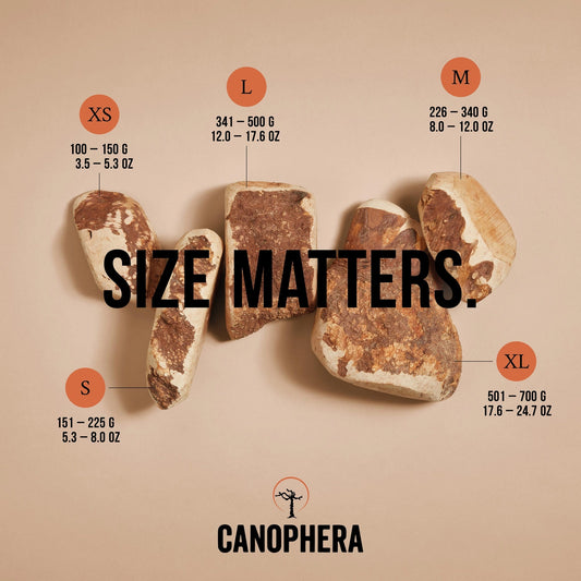 MASTICATION NATURELLE - Racine de bruyĂšre