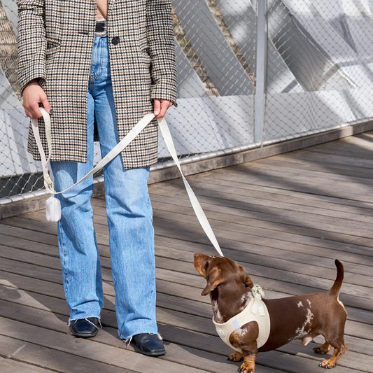 LAISSE POUR CHIEN - Beige