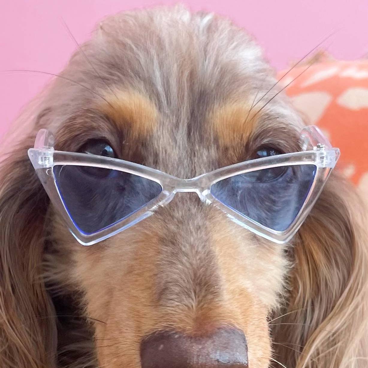 LUNETTES POUR PETITS CHIENS