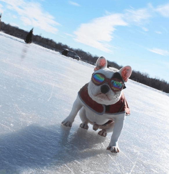 LUNETTE DE PROTECTION POUR CHIENS