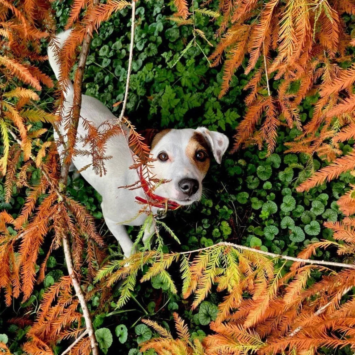 Collier imperméable - Bordeaux