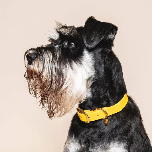 Collier imperméable - Jaune