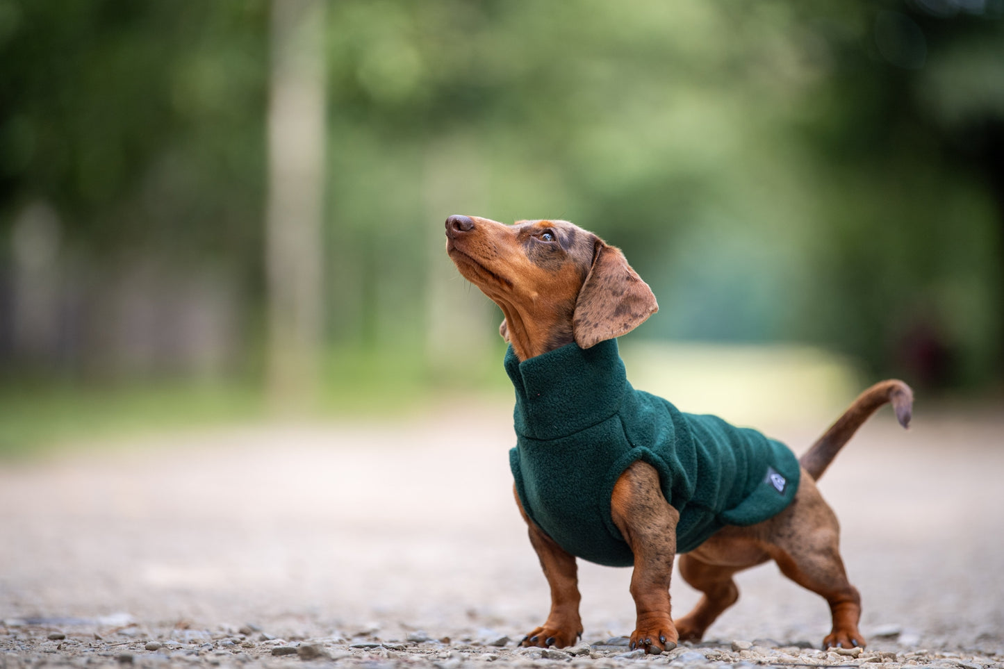 POLAIRE SPÉCIAL TECKEL - Vert sapin