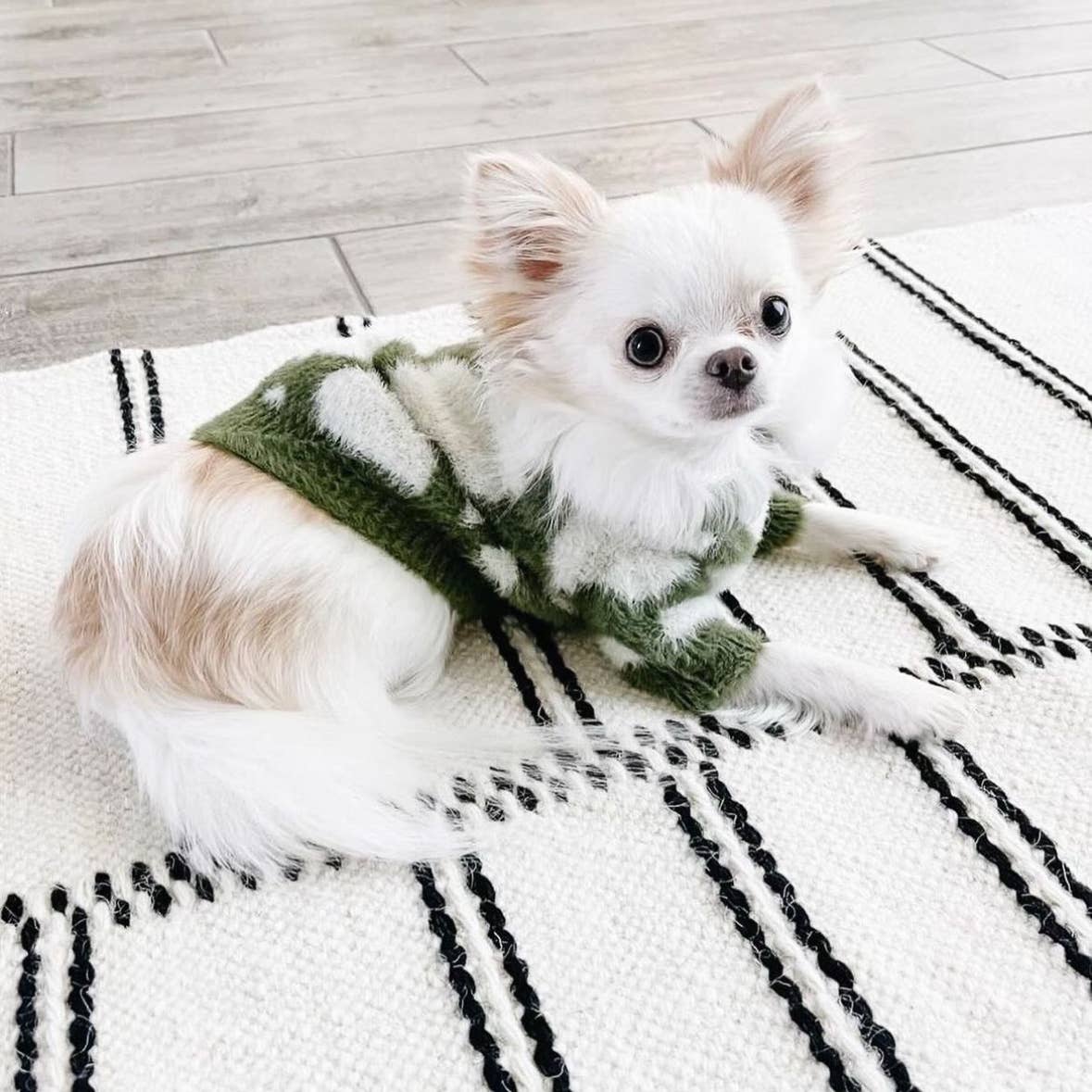 PULL POUR CHIENS ET CHATS - Nuage vert