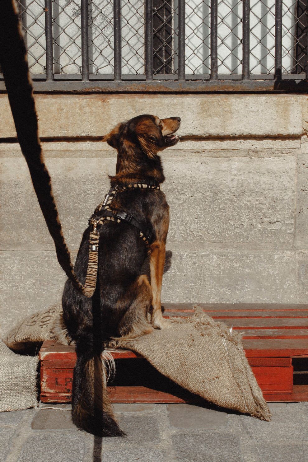 HARNAIS POUR CHIEN - Wild