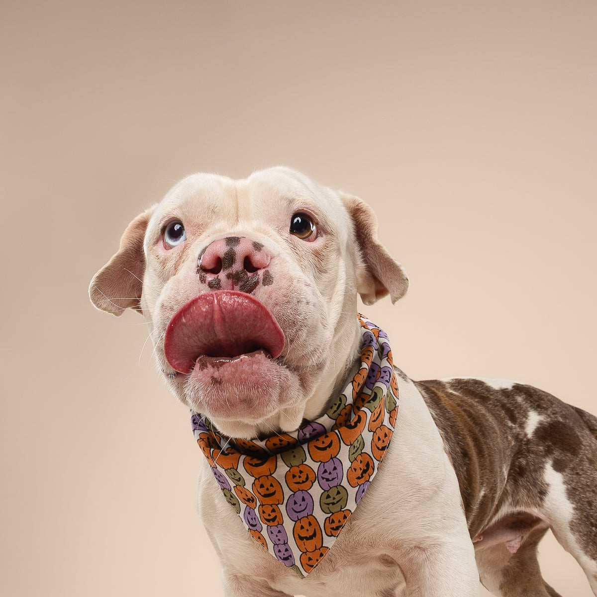BANDANA - Champ de citrouille