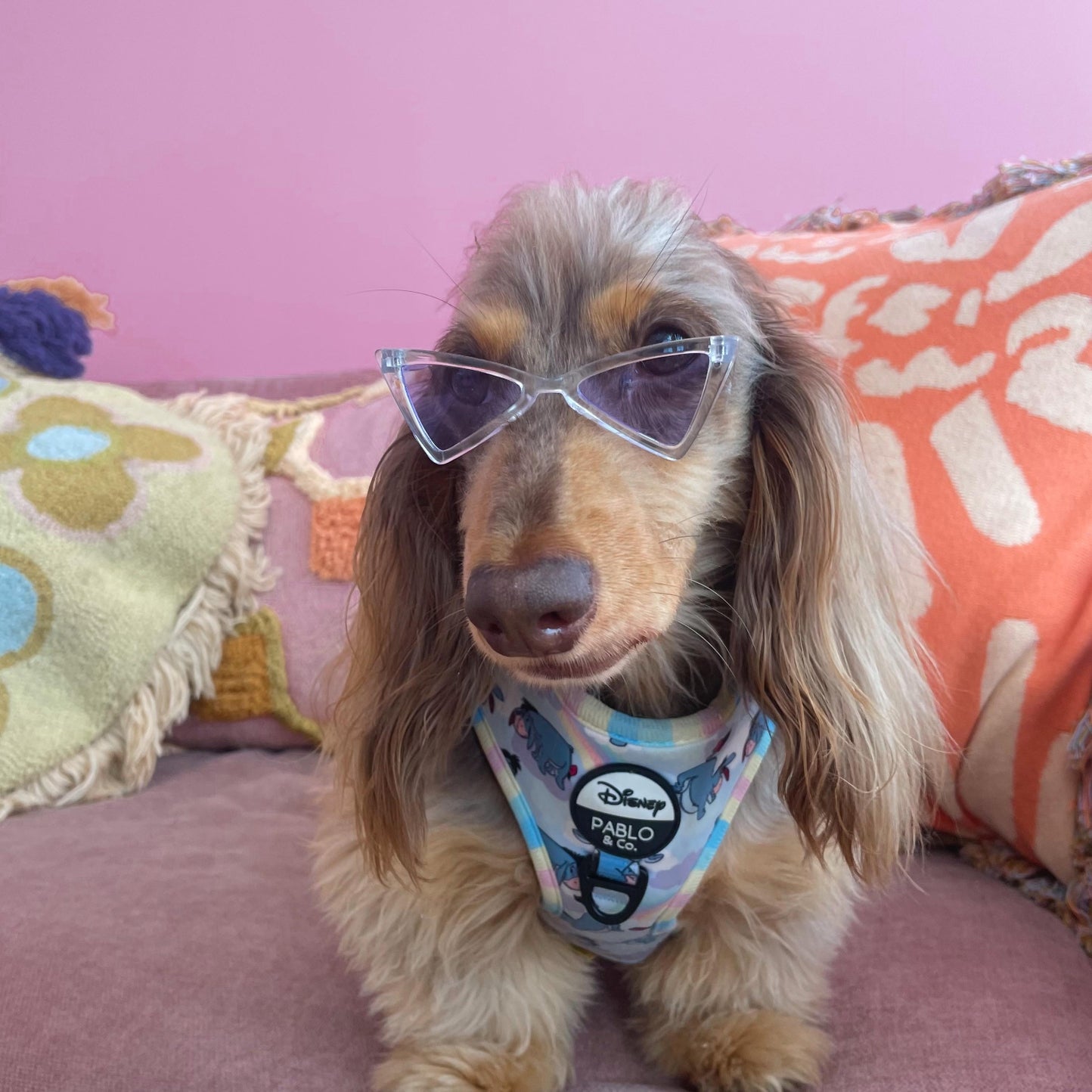 LUNETTES POUR PETITS CHIENS