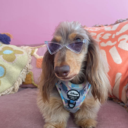 LUNETTES POUR PETITS CHIENS