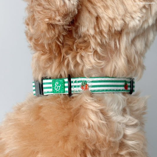 COLLIER POUR CHIEN - Tomate