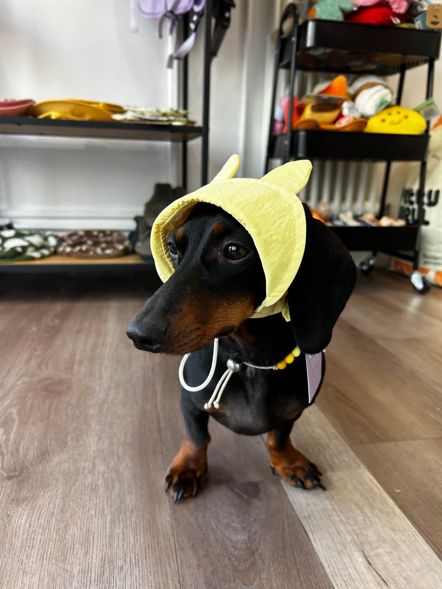 Casquette Lapin - Petit chien