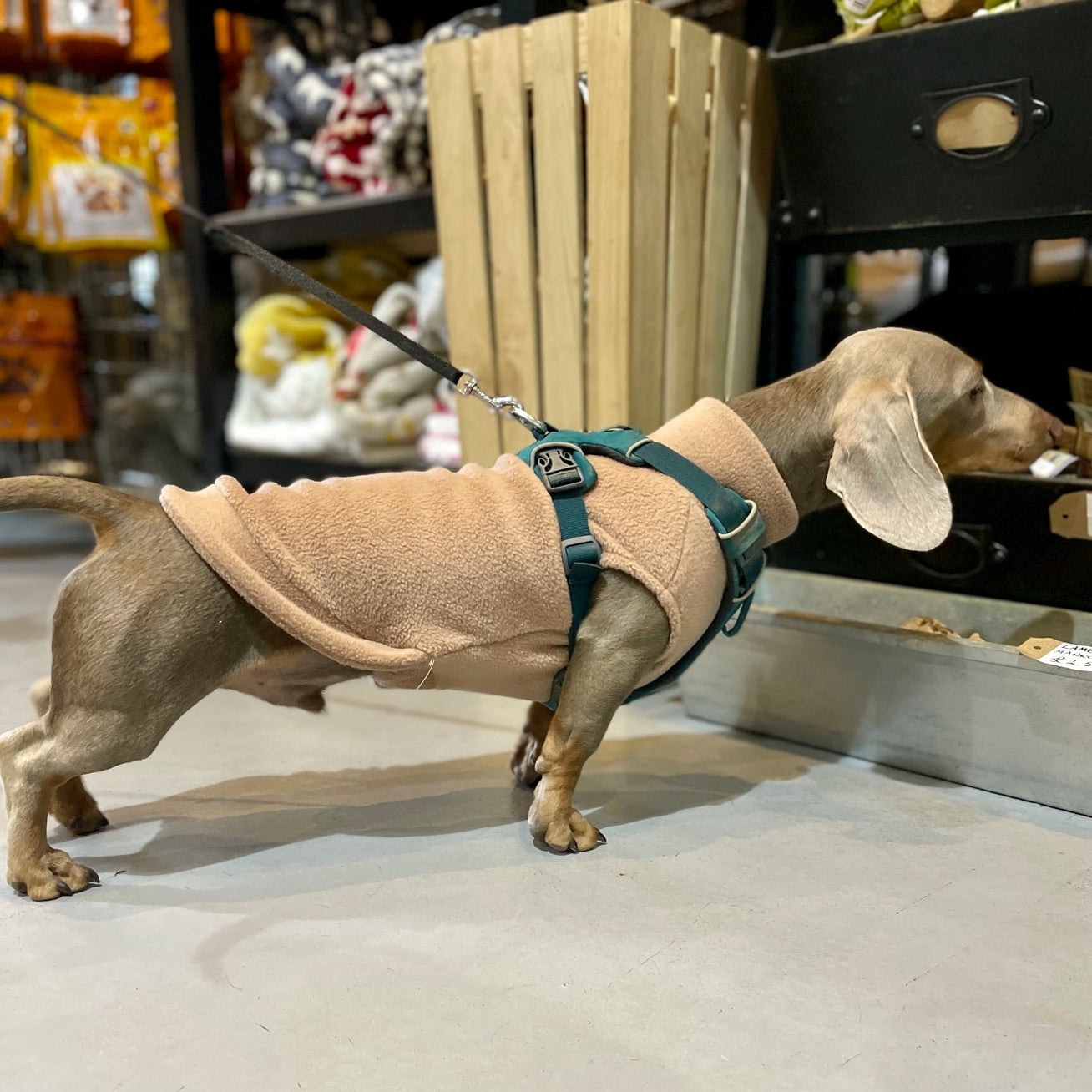 POLAIRE SPÉCIAL TECKEL - Vert sapin