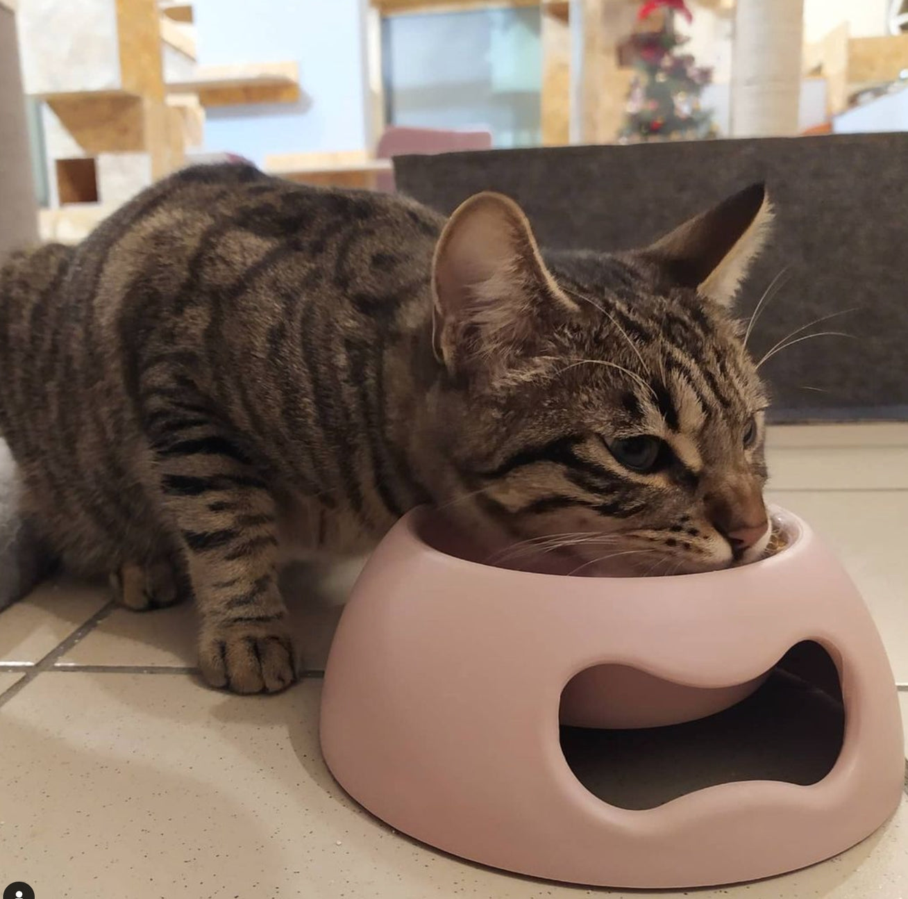 GAMELLE POUR CHIEN ET CHAT - Rose