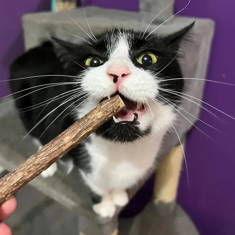BÂTONS MATATABI X5 - Pour chat