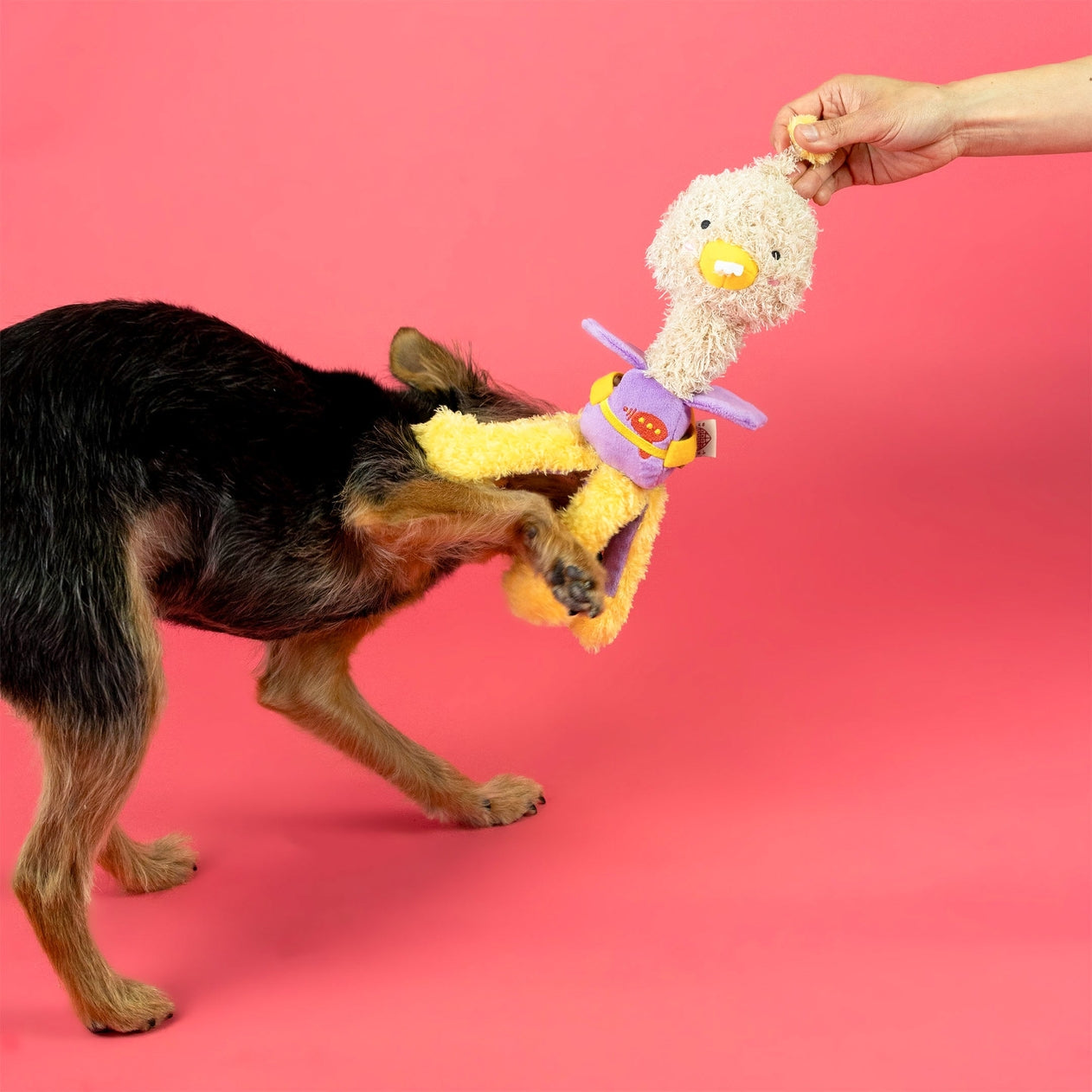 JOUET DE FOUILLE - Poulet