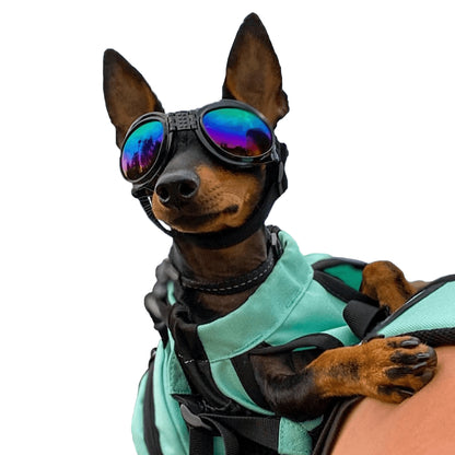 LUNETTE DE PROTECTION POUR CHIENS