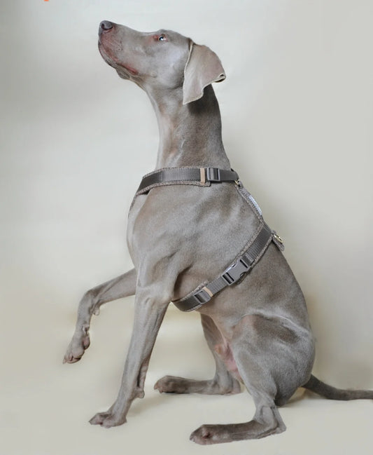 HARNAIS EN TWEED - Taupe