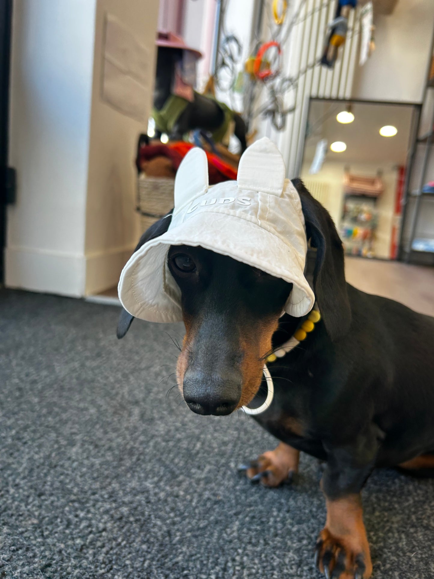 Casquette Lapin - Petit chien