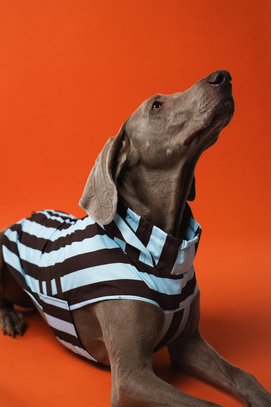 IMPERMÉABLE - Rayé marron et bleu