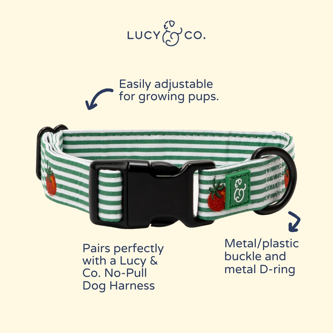 COLLIER POUR CHIEN - Tomate