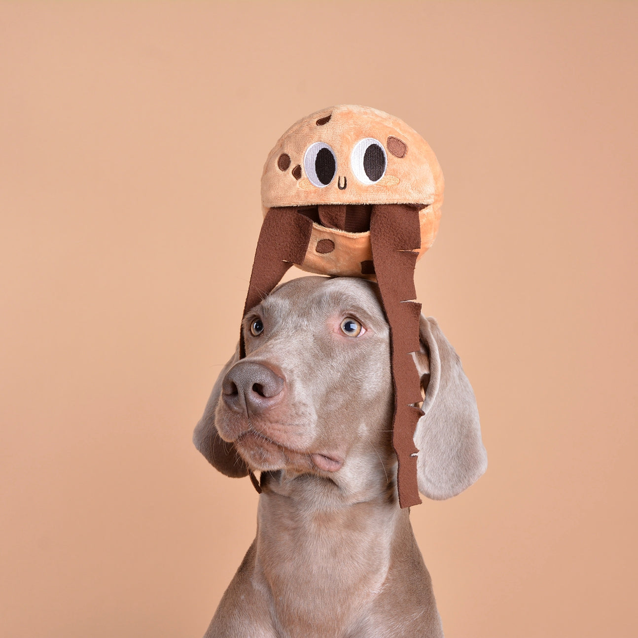 JOUET D’OCCUPATION - Cookie