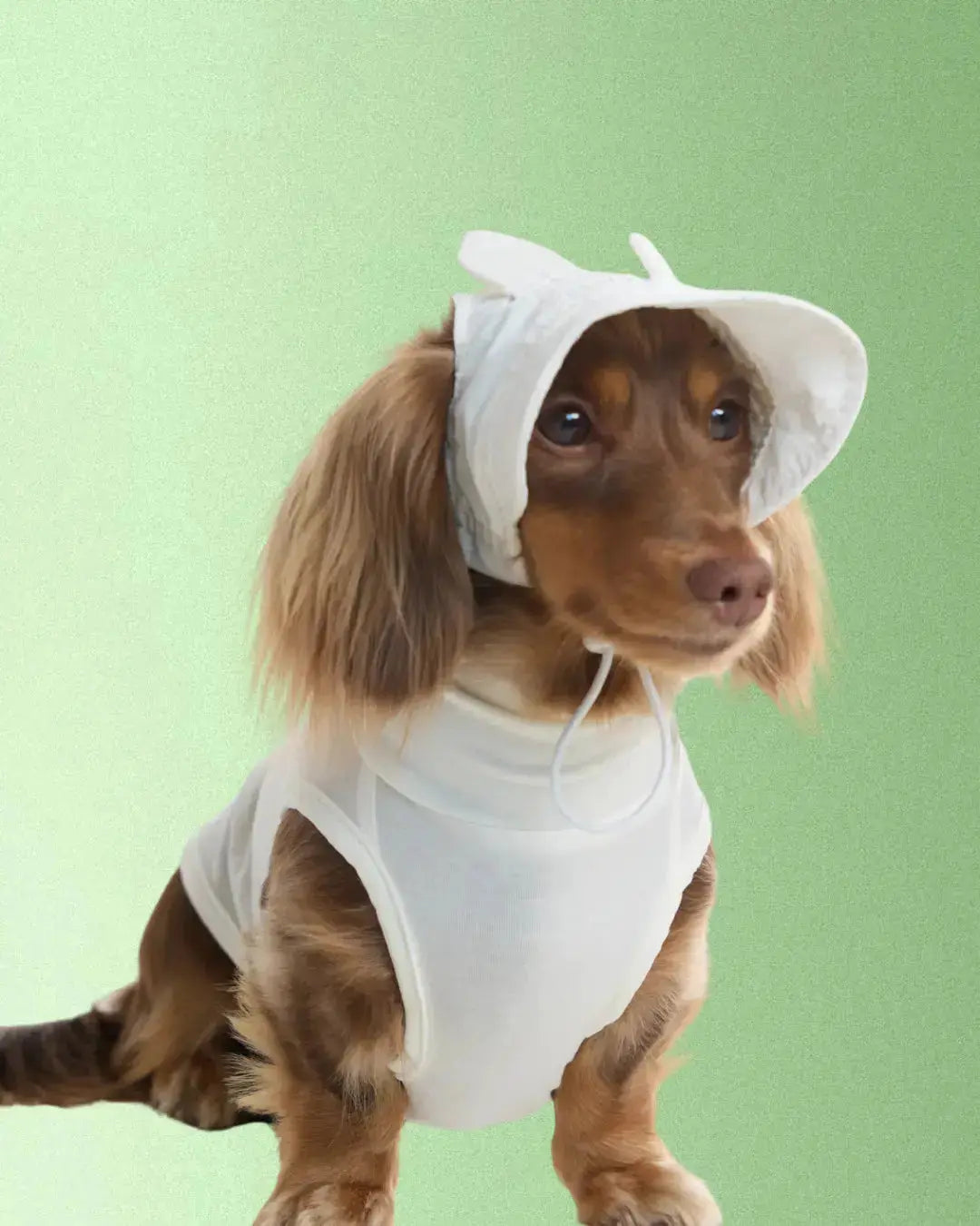 Casquette Lapin - Petit chien