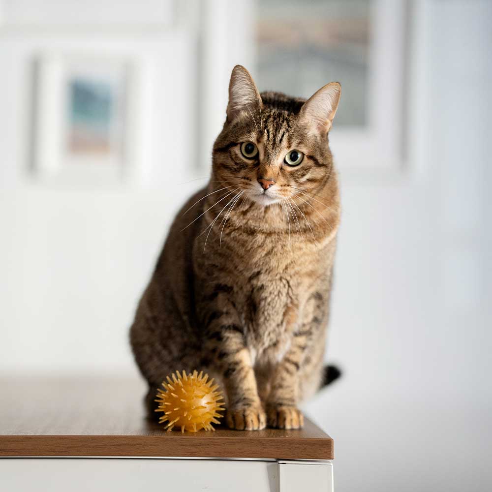 JOUET RÉSINE ORGANIQUE CHAT - Balle clochette