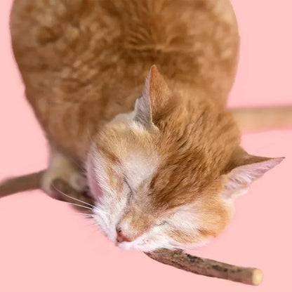BÂTONS MATATABI X5 - Pour chat