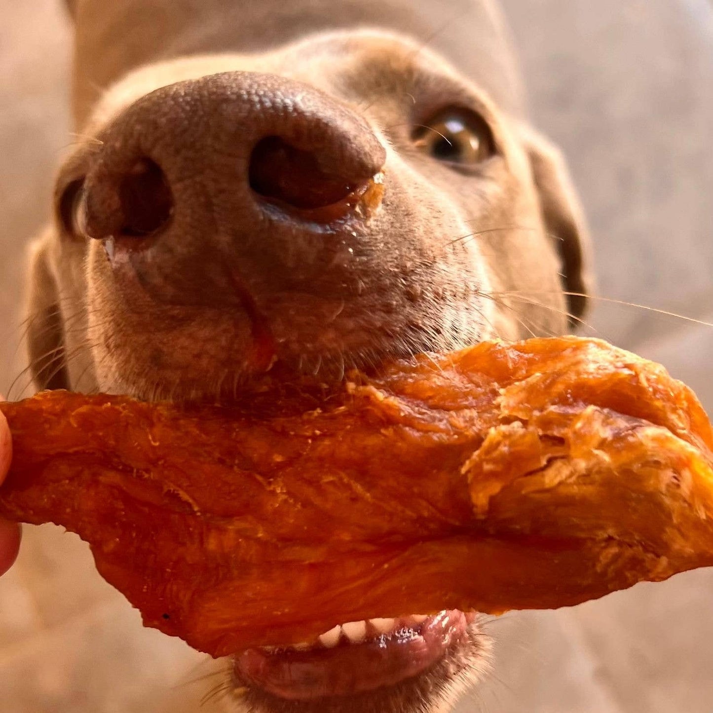 CROUSTILLANT DE DINDE - Chiens