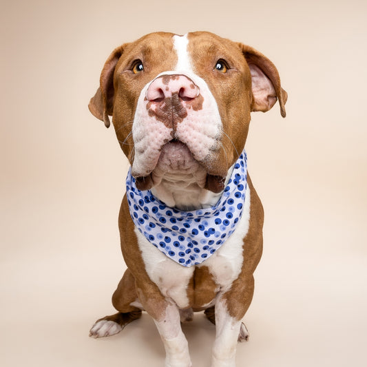 BANDANA - Myrtille
