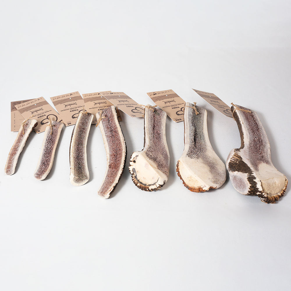 MASTICATION NATURELLE - Demi bois de cerf Évident