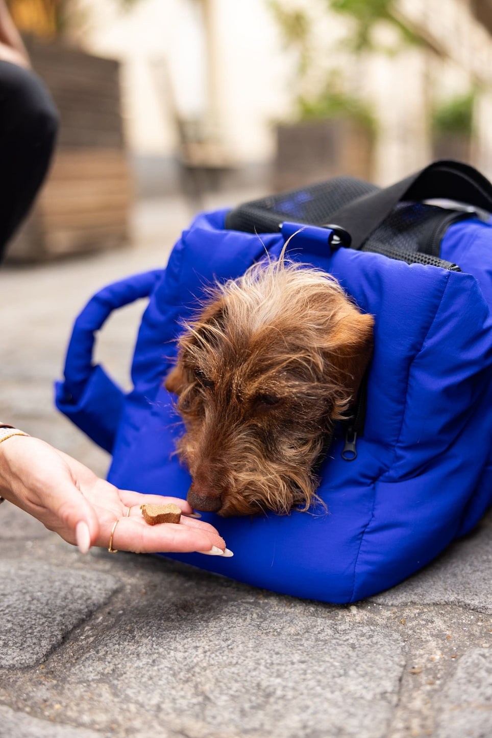 SAC DE VOYAGE POUR CHIENS ET CHATS - Bleu électrique