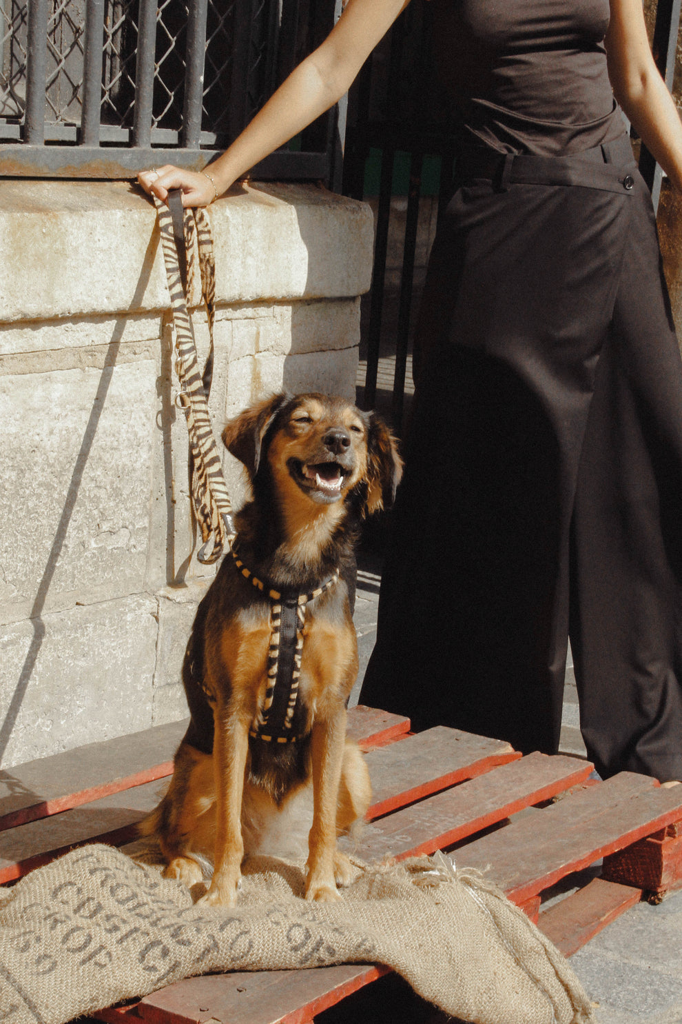 HARNAIS POUR CHIEN - Wild