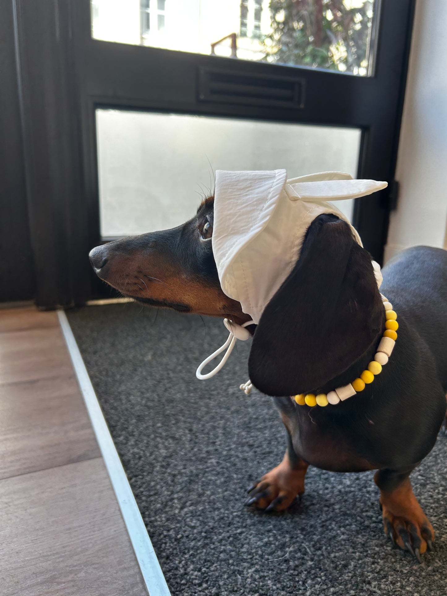 Casquette Lapin - Petit chien