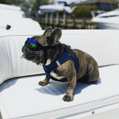LUNETTE DE PROTECTION POUR CHIENS
