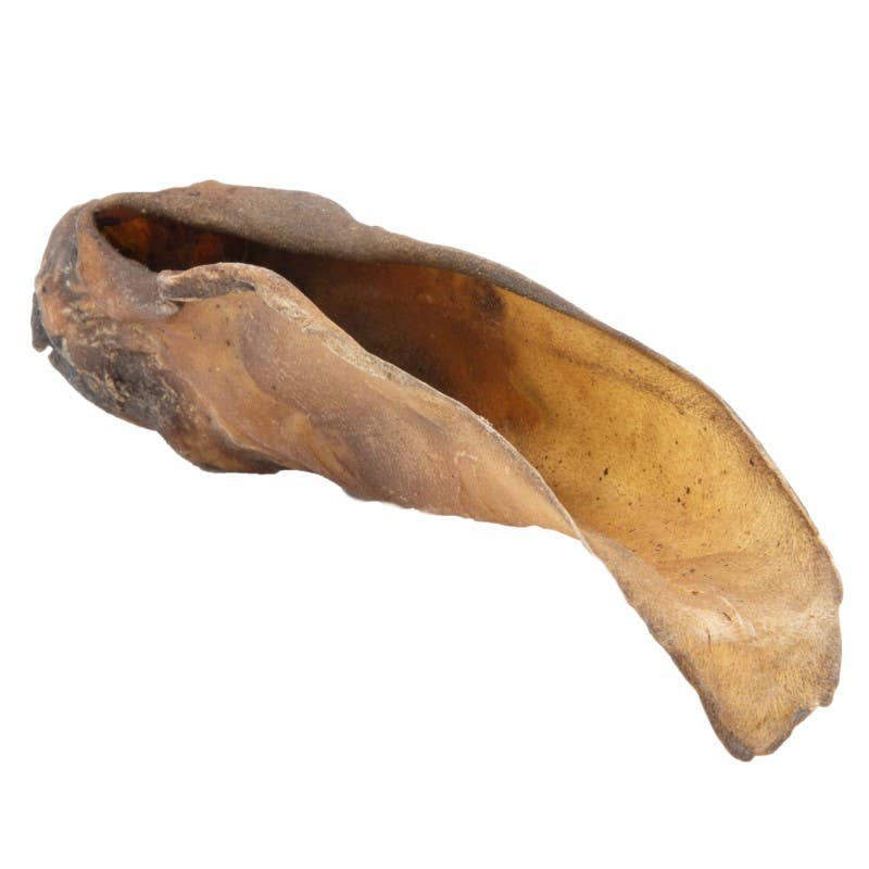 MASTICATION NATURELLE - Oreille de bœuf