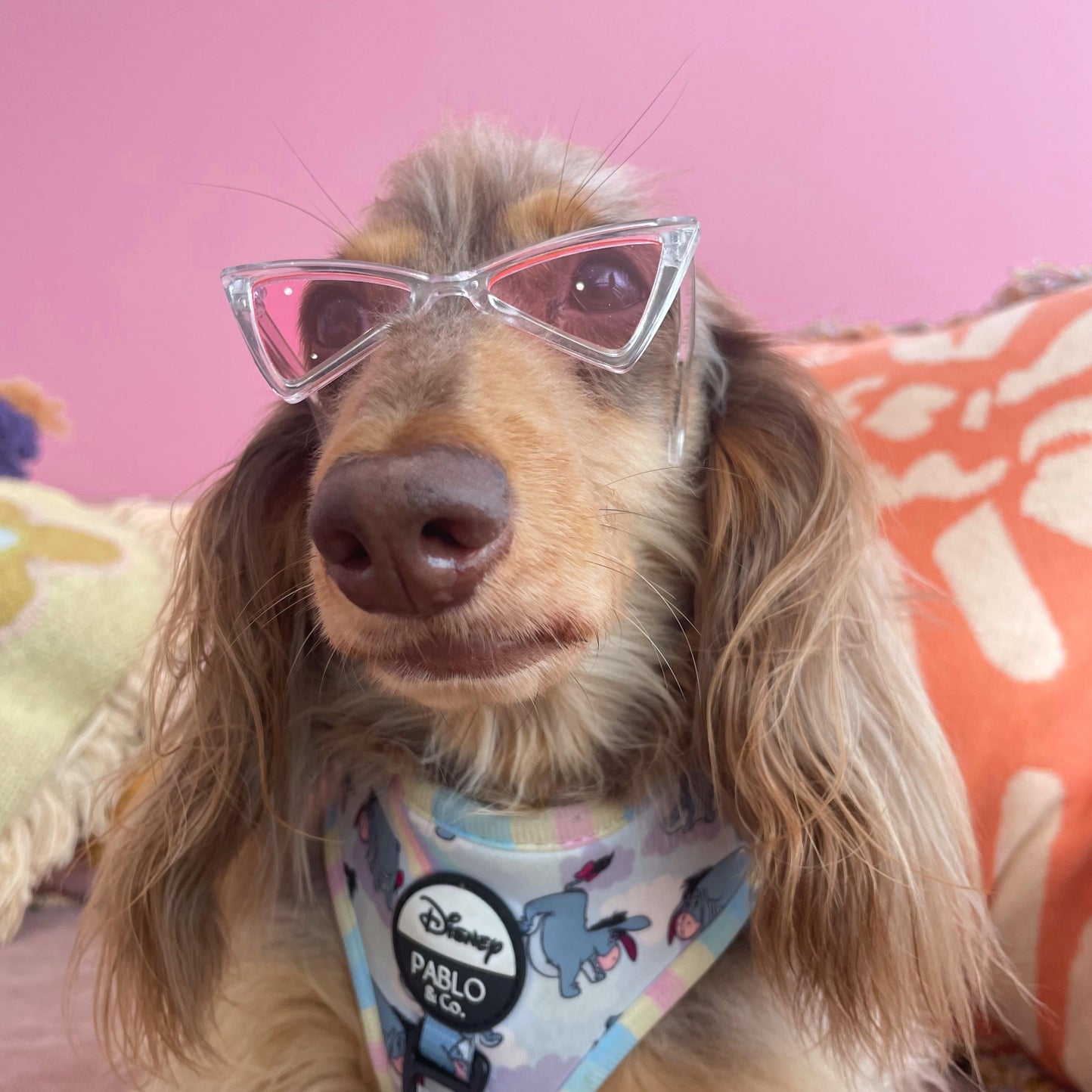 LUNETTES POUR PETITS CHIENS