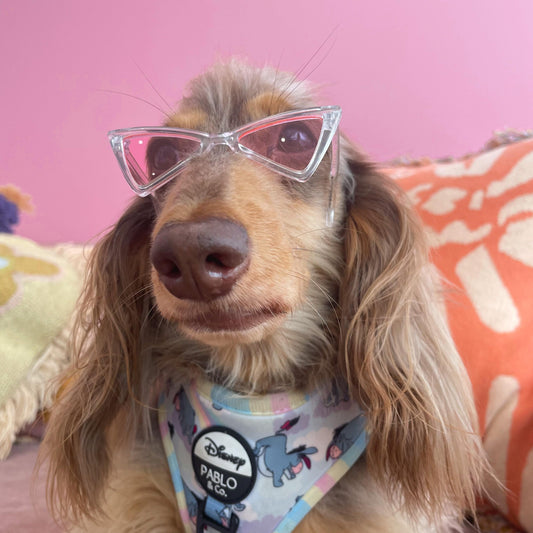 LUNETTES POUR PETITS CHIENS