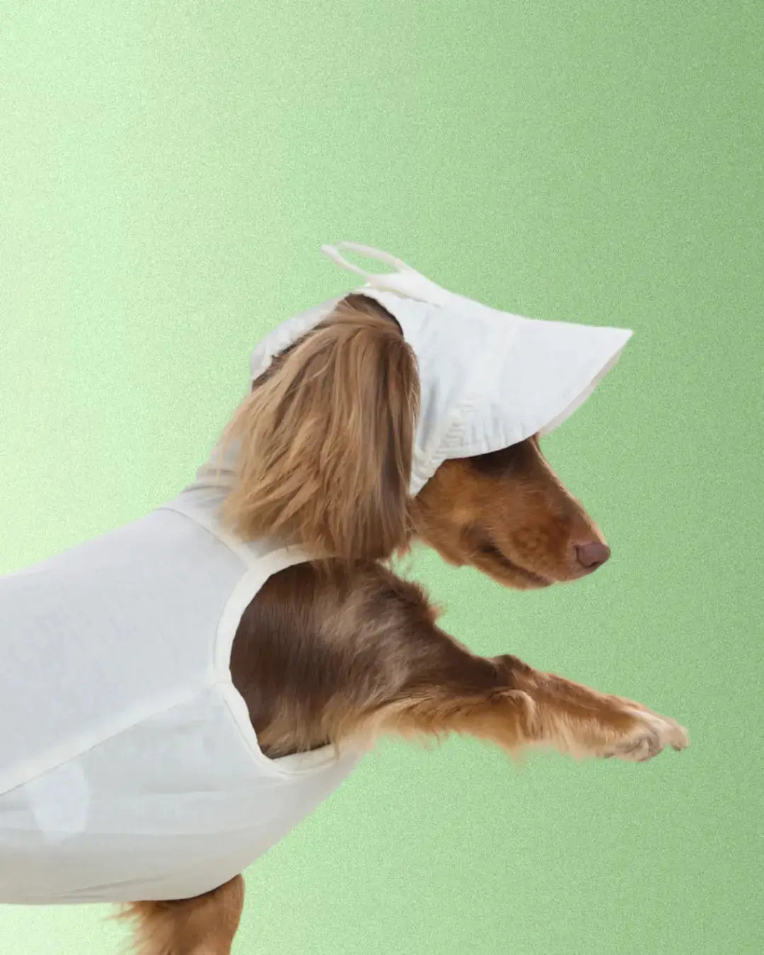 Casquette Lapin - Petit chien