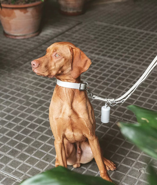 COLLIER GALA - Beige