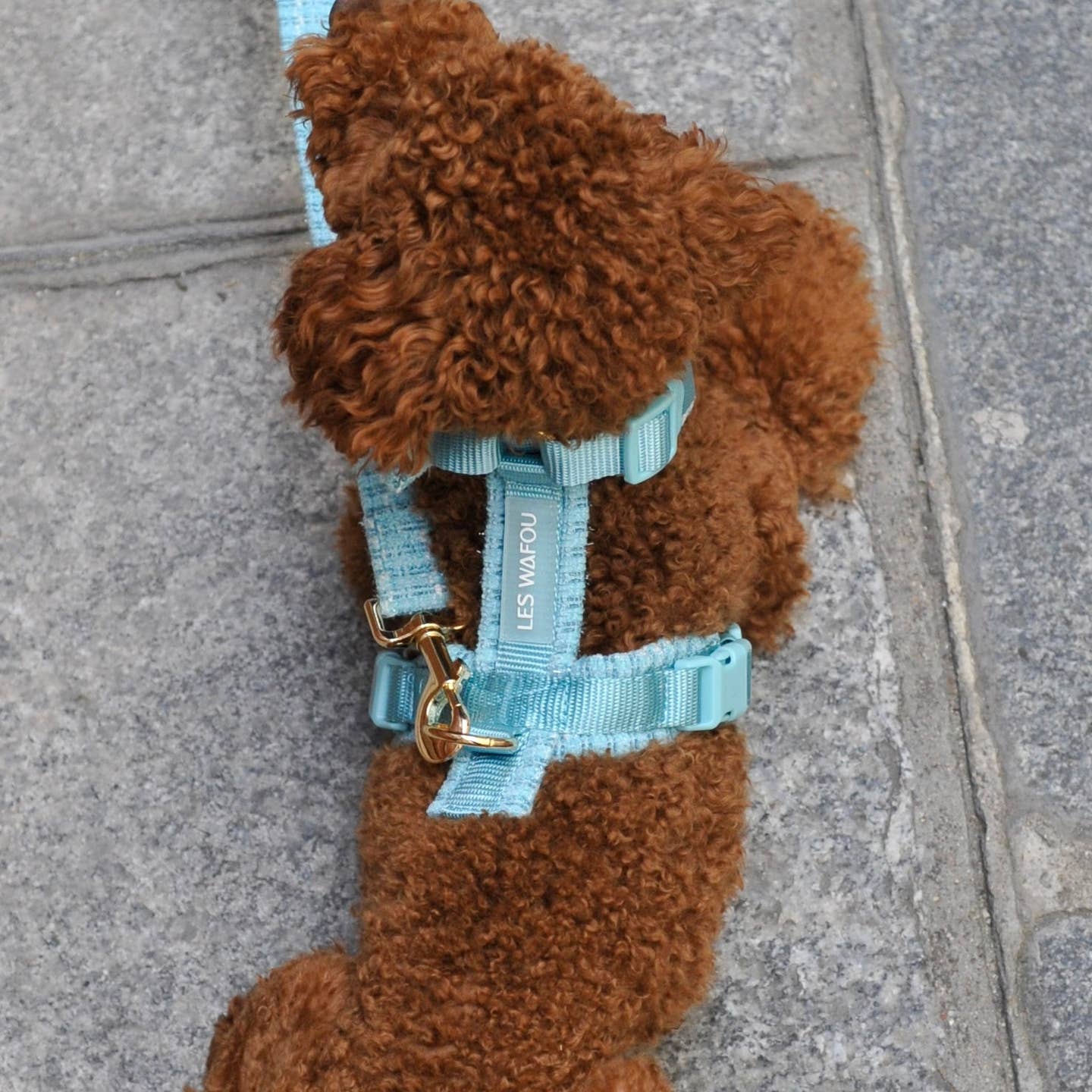 HARNAIS EN TWEED - Bleu ciel