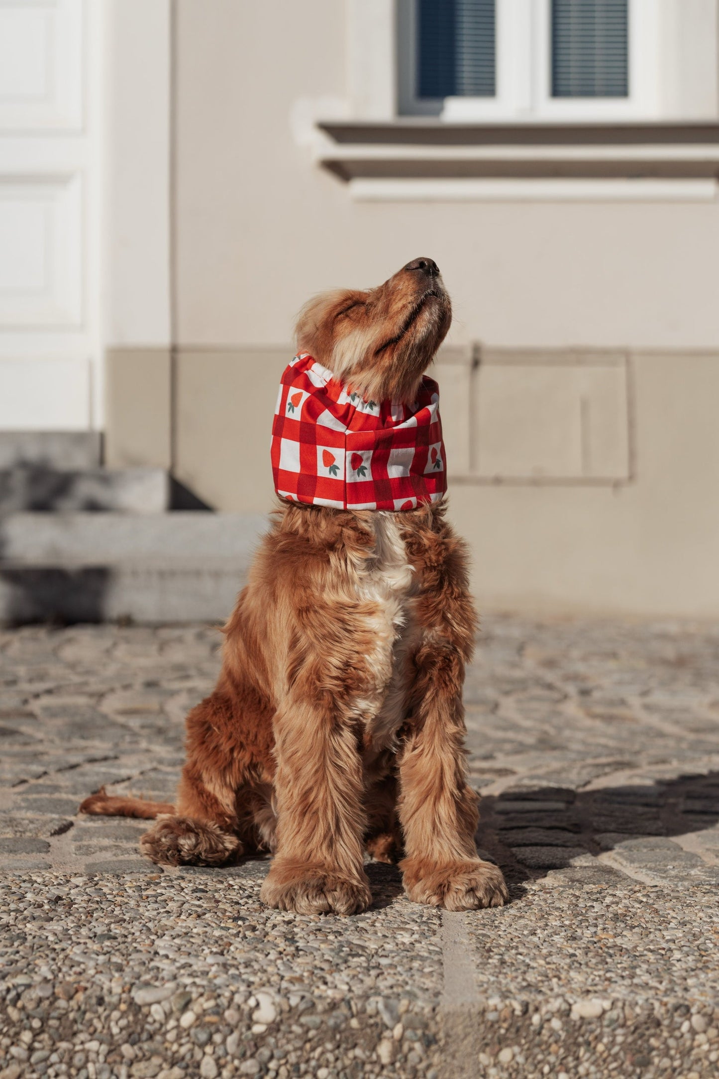 SNOOD EN COTON - Fraises