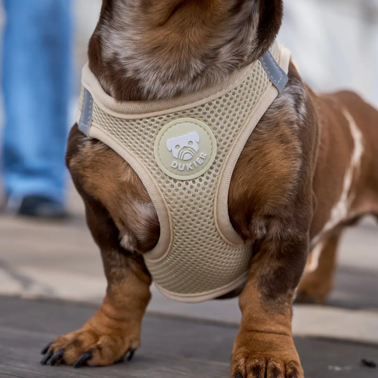 HARNAIS BODY - Beige