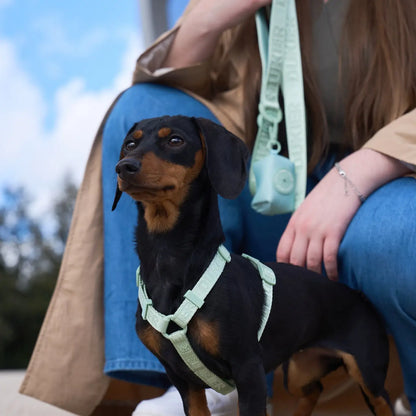 HARNAIS CLASSIQUE - Vert d'eau