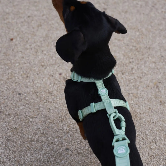 HARNAIS CLASSIQUE - Vert d'eau