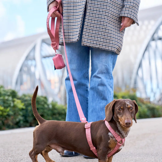 LAISSE POUR CHIEN - Terracotta